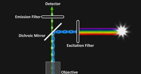 Light Microscopy