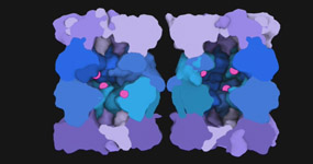 Proteasome structure & function