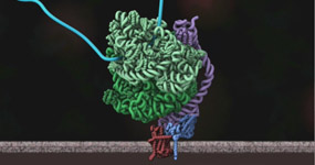 Protein translocation