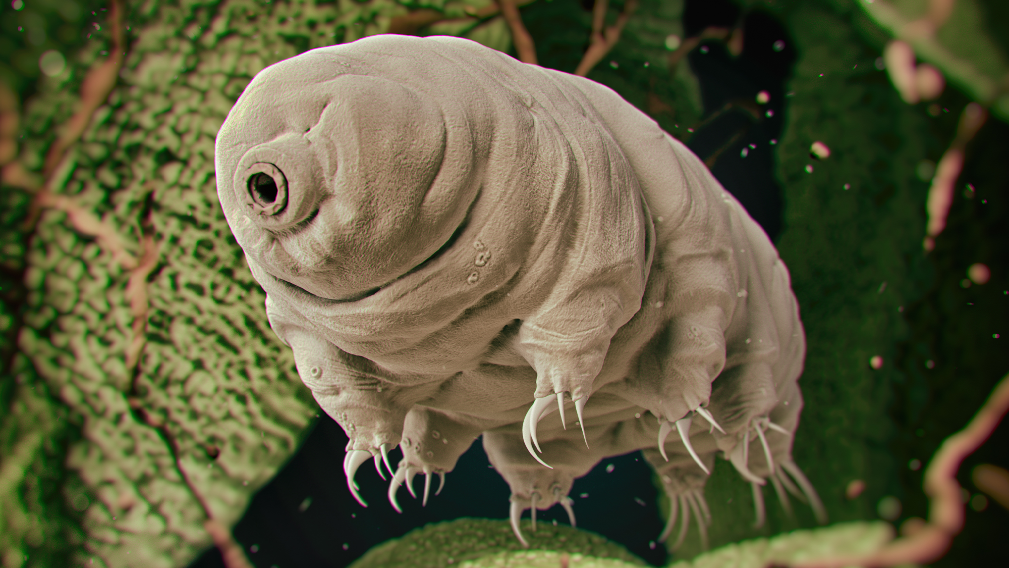 Tardigrade